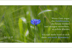 04_Vers_Blume_3480_2160