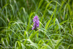 Orchidee